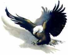 eagle1.jpg